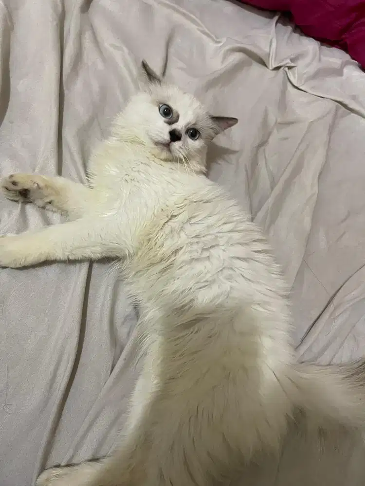 kucing persia kitten