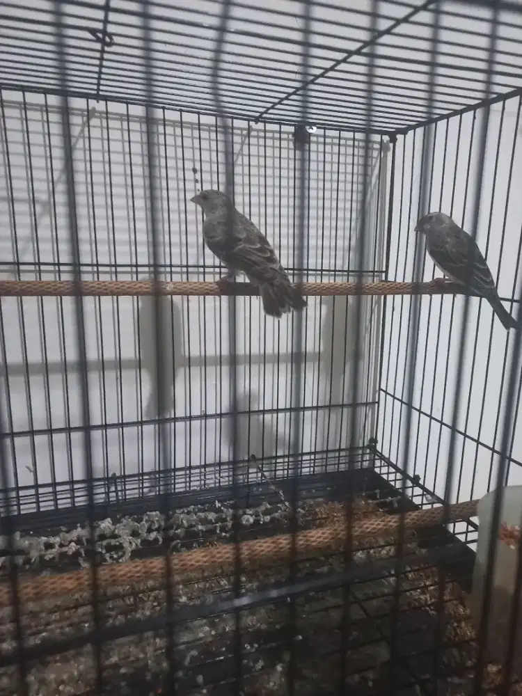 Edel Sanger sepasang