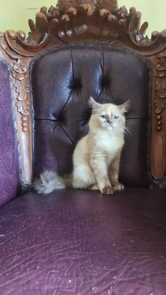 Ragdoll Himalaya Betina Kitten