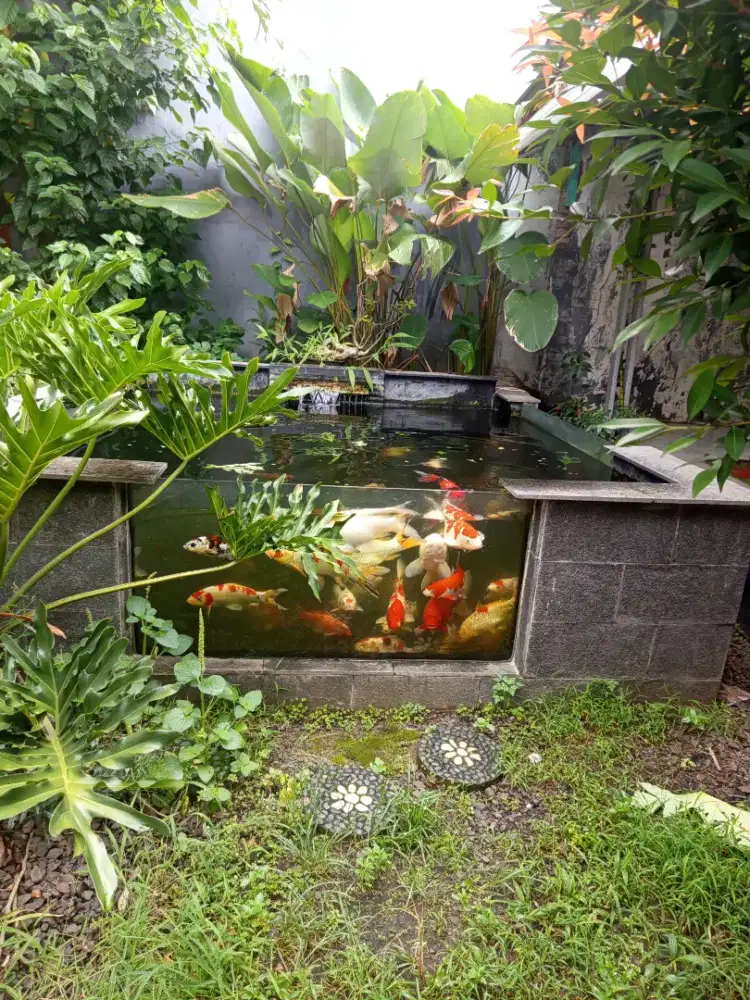 JUAL BORONGAN KOI BLITAR