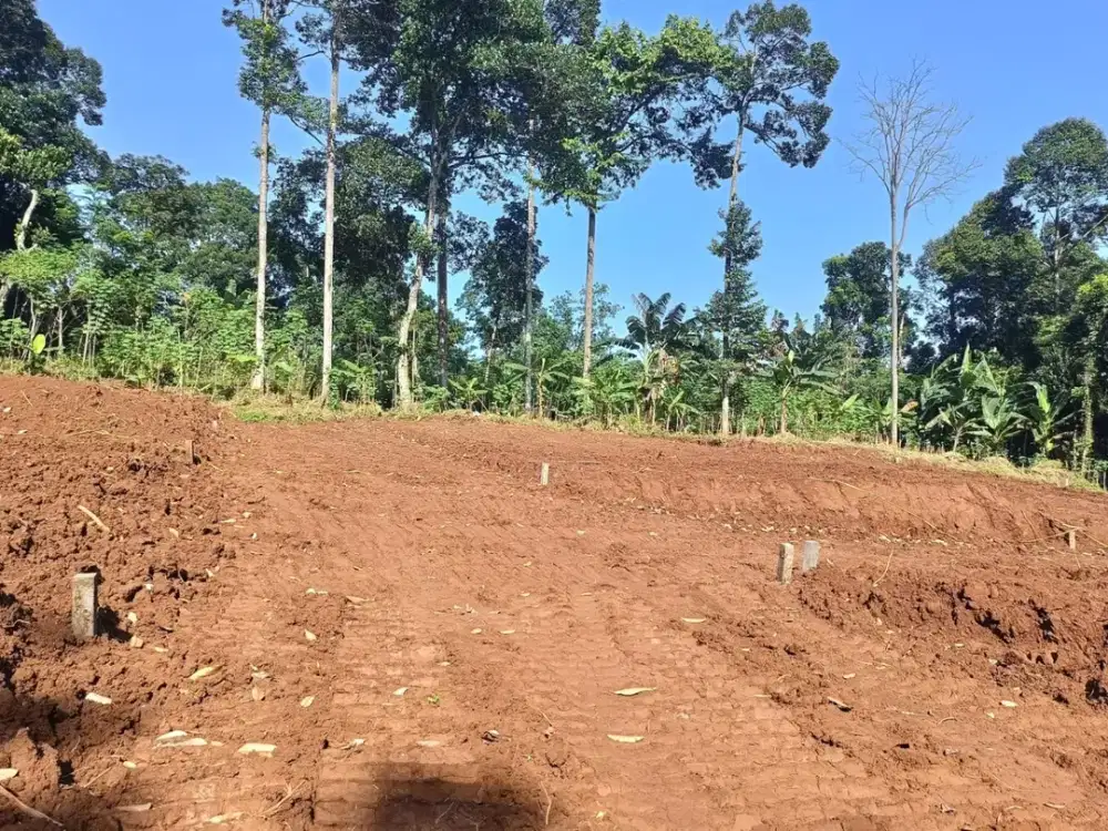 Tanah murah dipakintelan bisa ditempo 1 tahun
