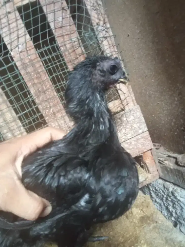 Ayam cemani jantan derean
