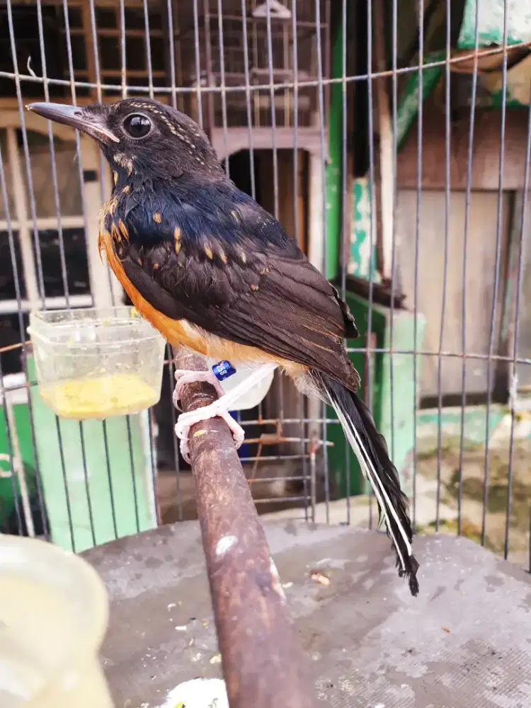 Satu sarang,  ternakan sendiri jantan tjlen