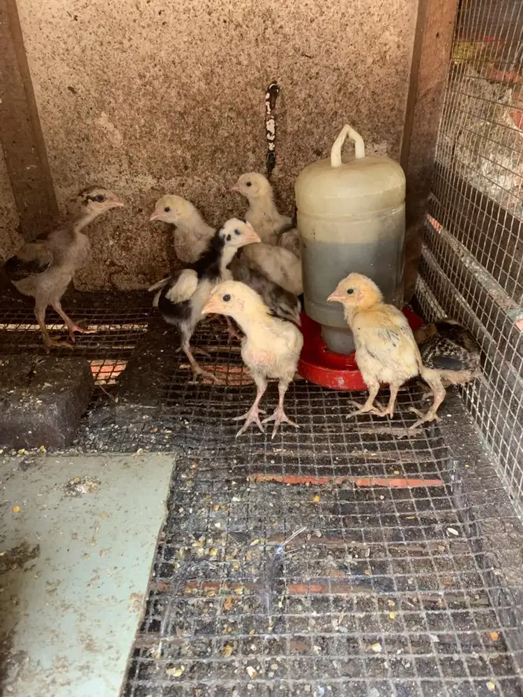 Anakan ayam shamo x Bk