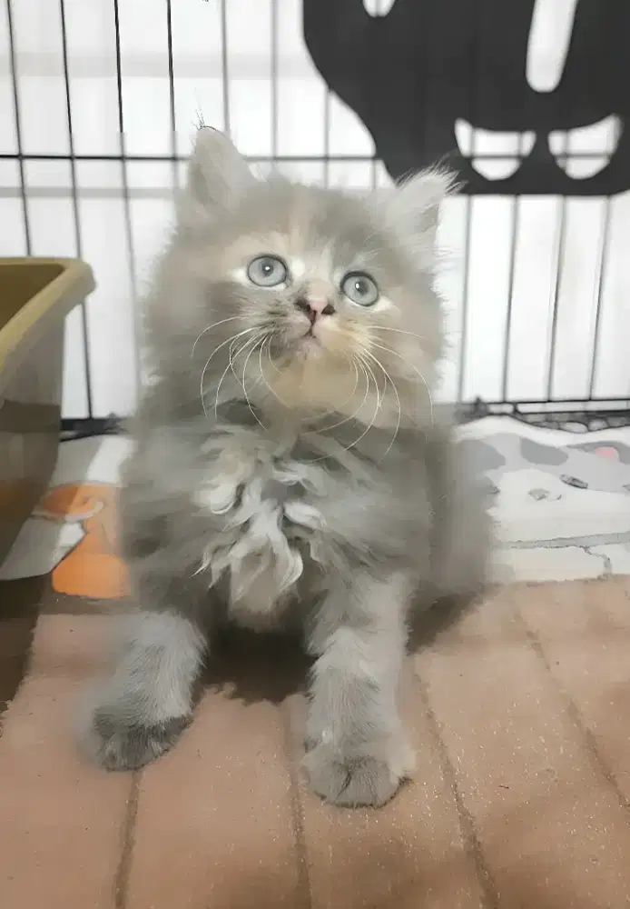 Kucing persia betina