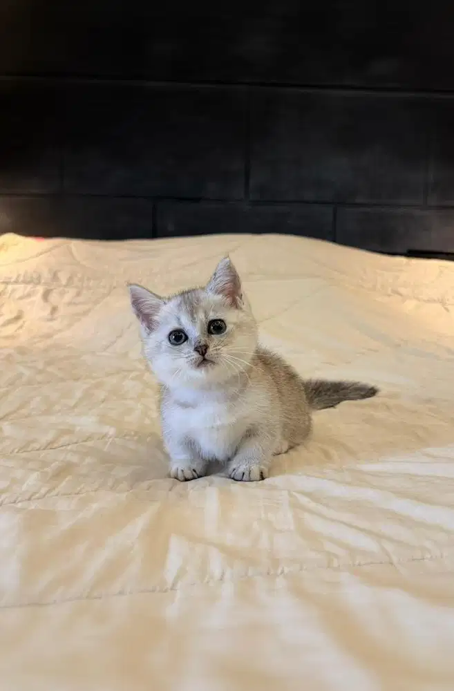 Munchkin British Shorthair Silver Shades MALE BSH SF