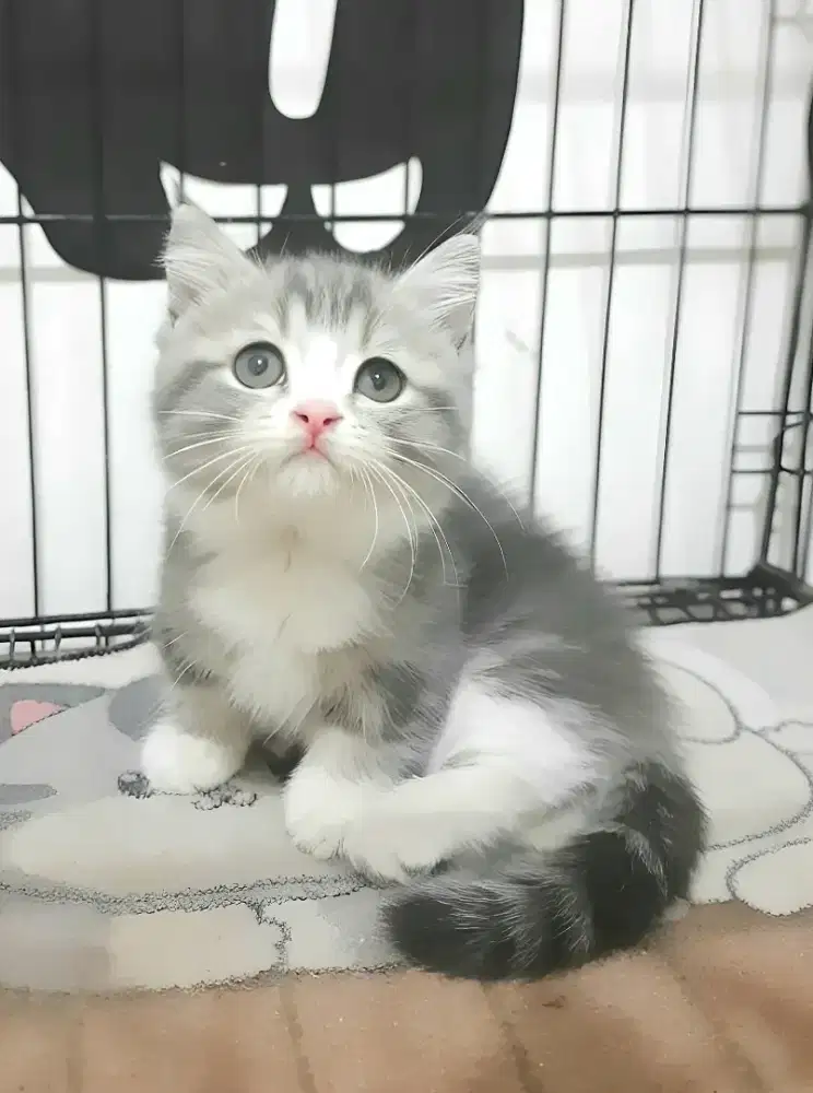 BSH munchkin cebol betina