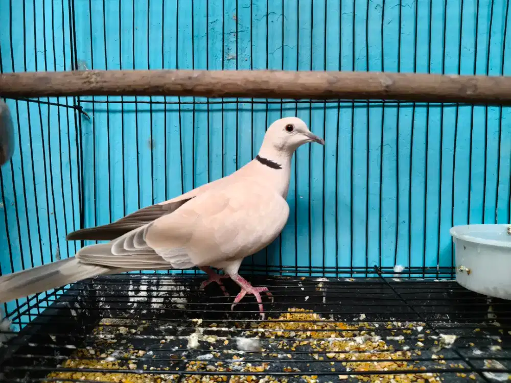 Jual puter  udh gacor