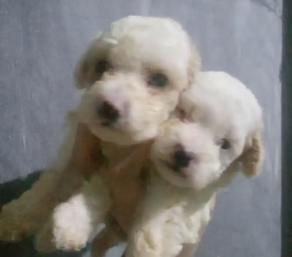 Top Quality party tiny poodle