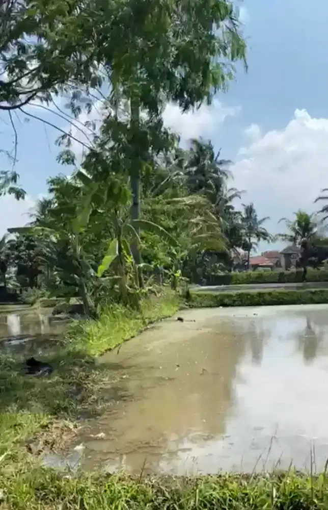 Tanah Sawah 14310 m -200rb/m Produktif Lokasi -+5 menit ke pusat kota