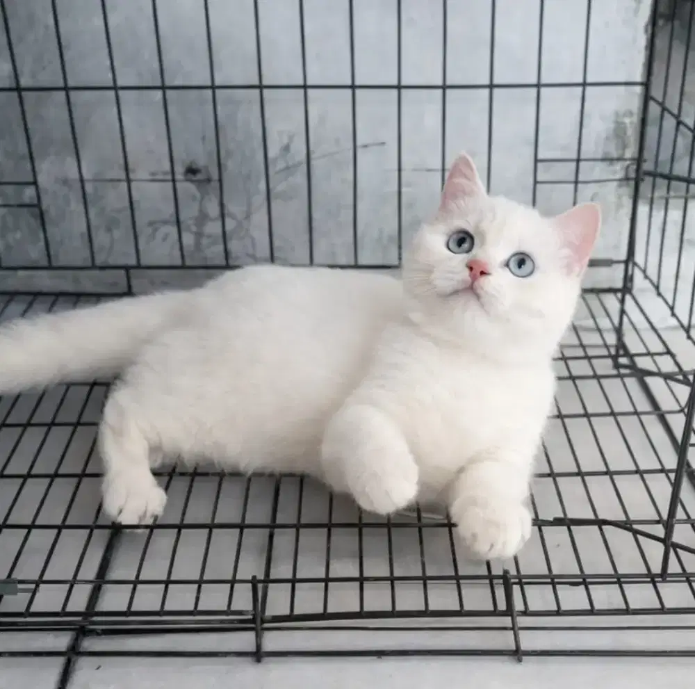 British shorthair silver point female