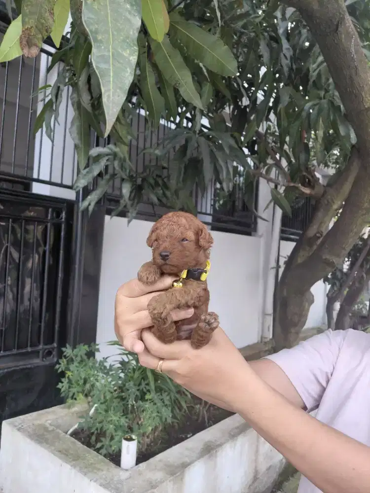 Jual Red Poodle Jantan