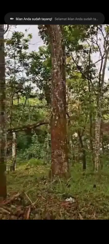 Jual kebun durian ada 4 pohon lokasi Jumantono lt 580m hrg 110jt nego