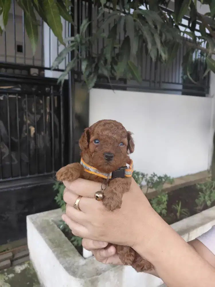 Jual Red Poodle Jantan