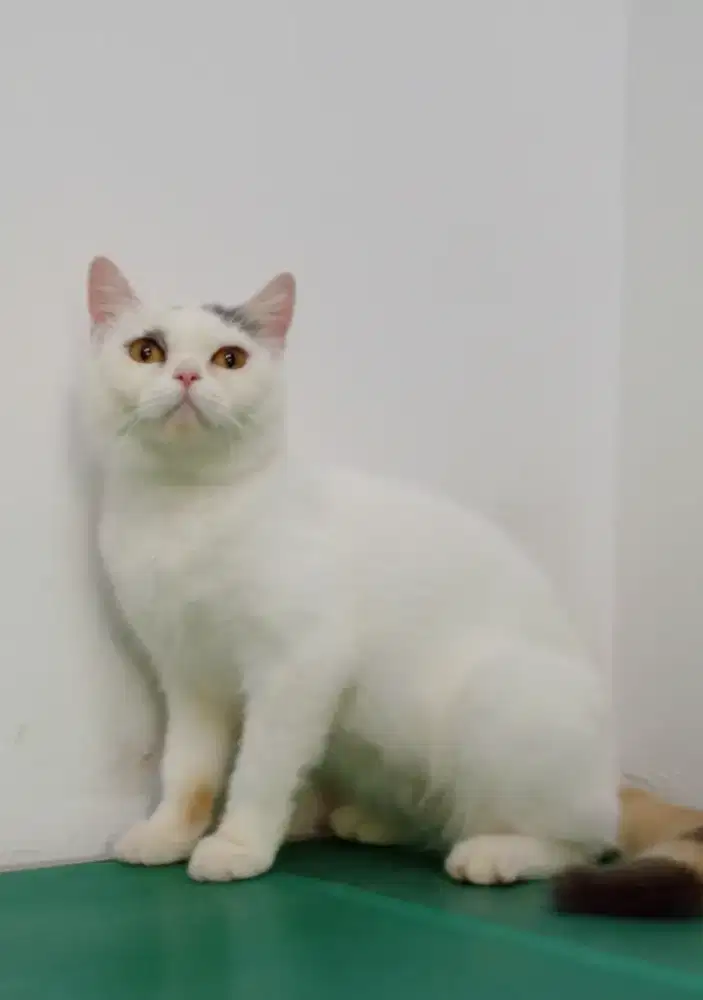 British Shorthair Calico Van