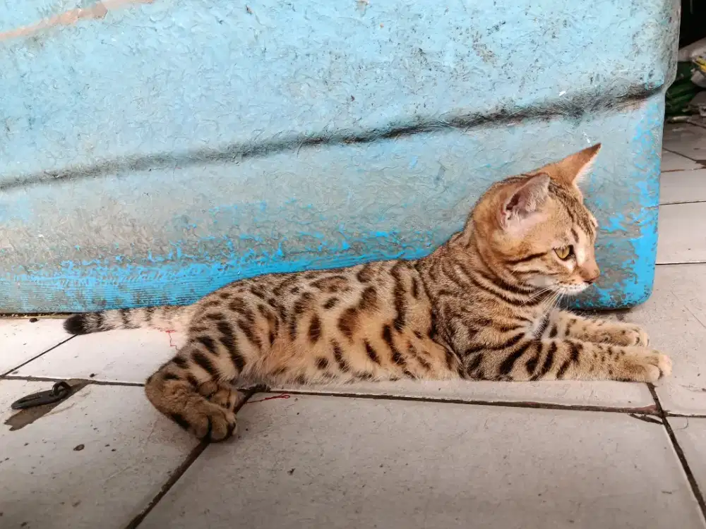 Kucing Jantan 5 bulan