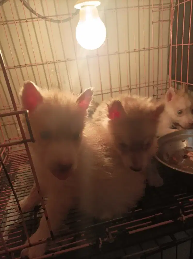 Husky X malamute puppies big bone