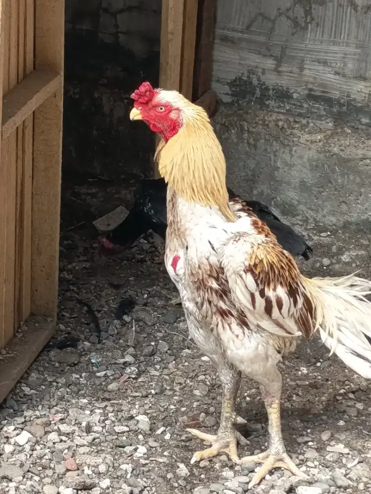 Jual Ayam Hias Asel atau ekor lidi ori