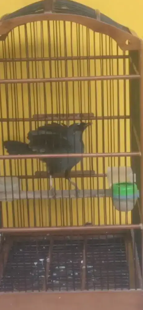 Poksay hongkong pipi hitam gacor garuda buka.sayap