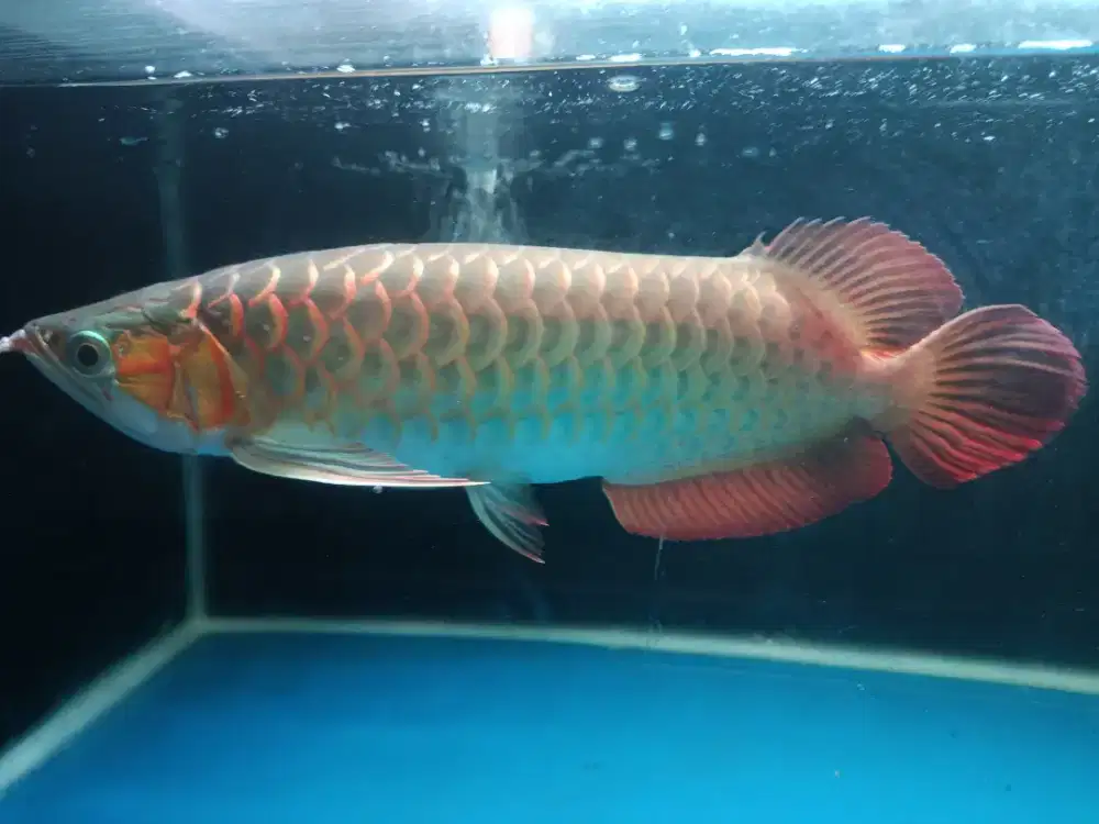 Ikan super red 30 cm. Up