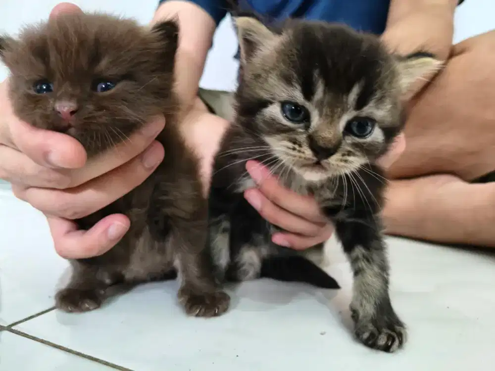 Open Adopt Persia 2 Bulan