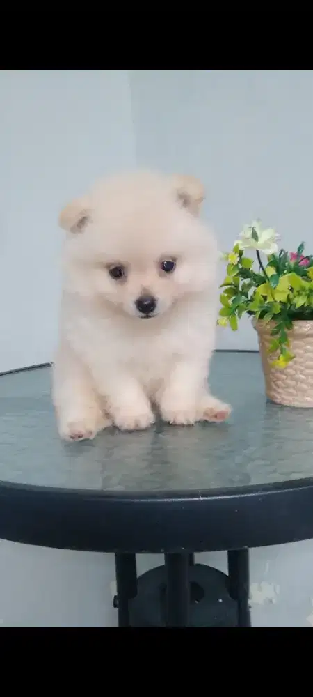 Anjing minipom lucu