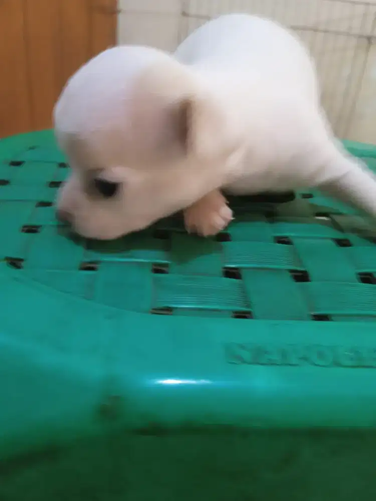 Chihuahua full white