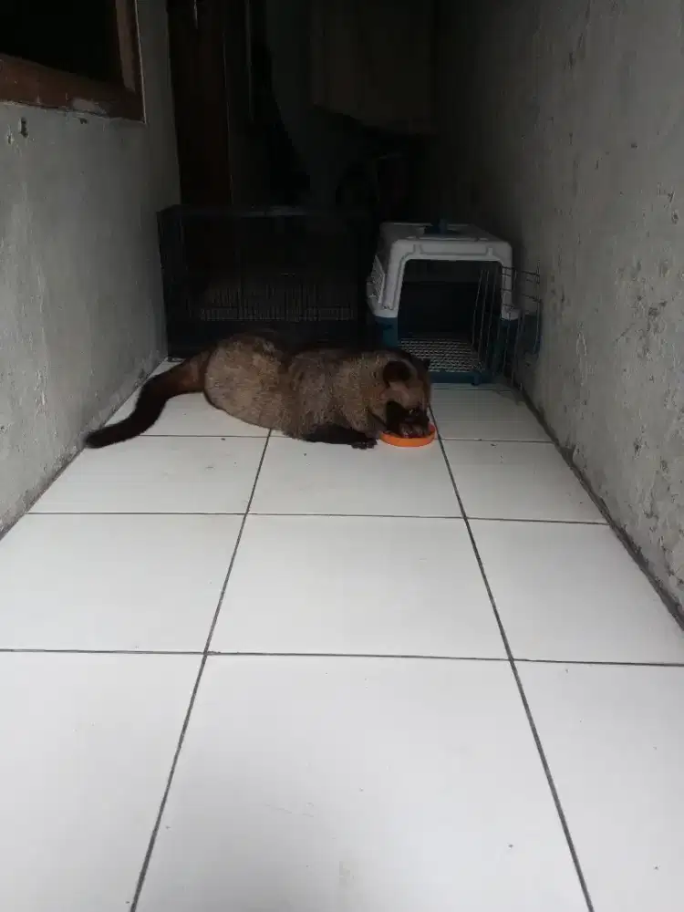 Musang pandan wangi abu abu jantan jinak total umur 1 setengah tahun