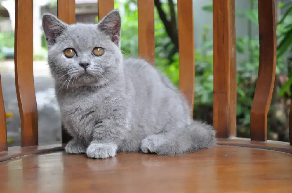 Bsh munchkin betina