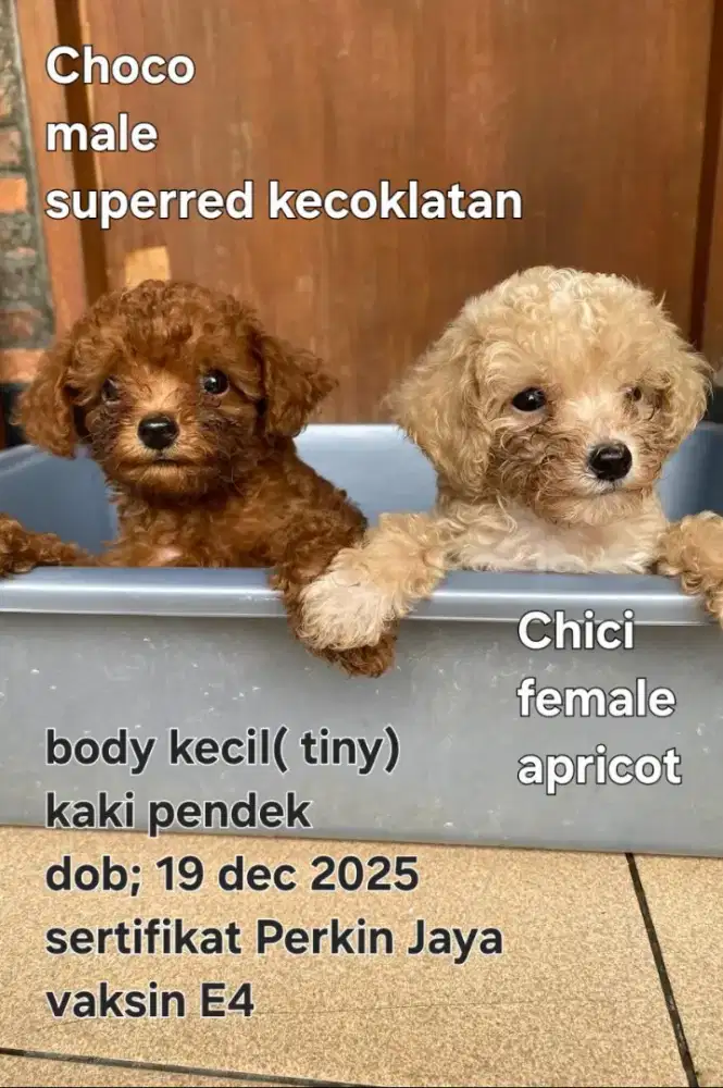 Tiny Toy Poodle