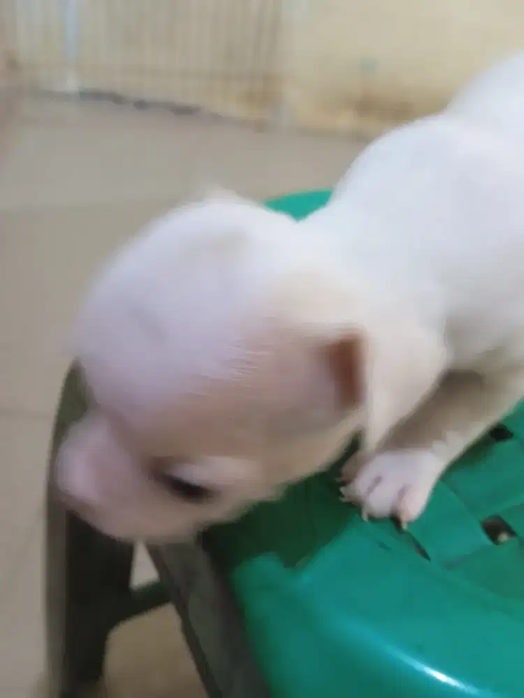 Chihuahua full white