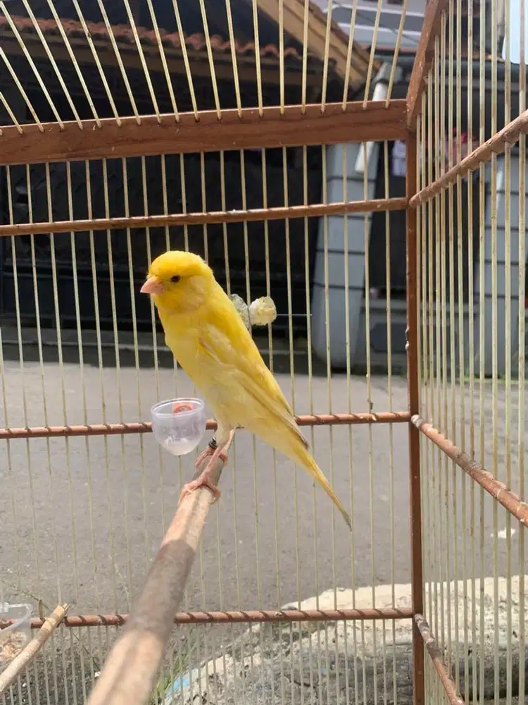 Kenari F1 Ys Jantan Paud