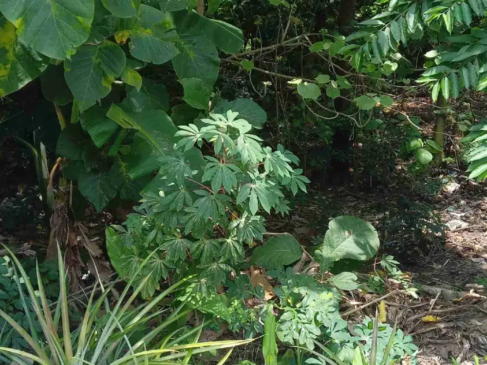 Lahan usaha luas 450 m2 harga 2 juta permeter, 4 menit dari Jalan raya Trosobo, Taman, Sidoarjo