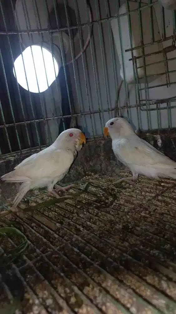 Burung Lovebird / LB Paud Murah Bandung