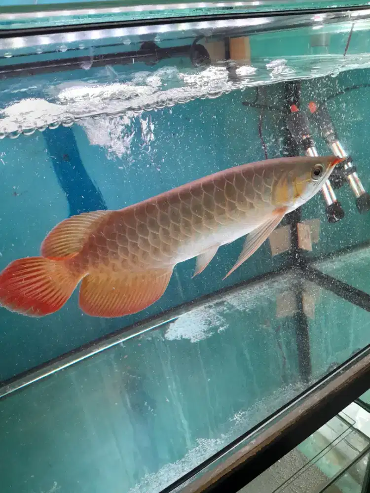ikan arwana (super red)