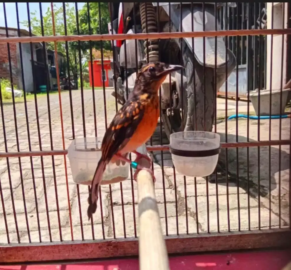 Trotol murai usia 2 blnn jantan