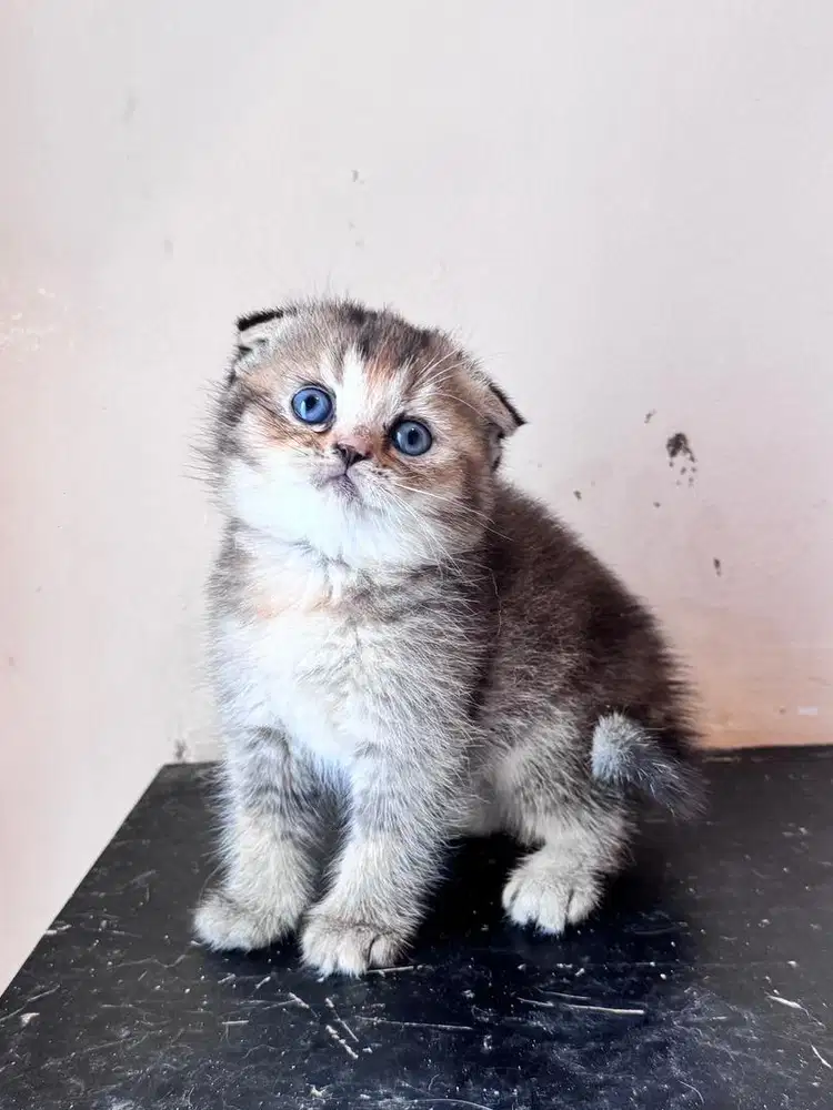 Nak kucing scotish fold pure