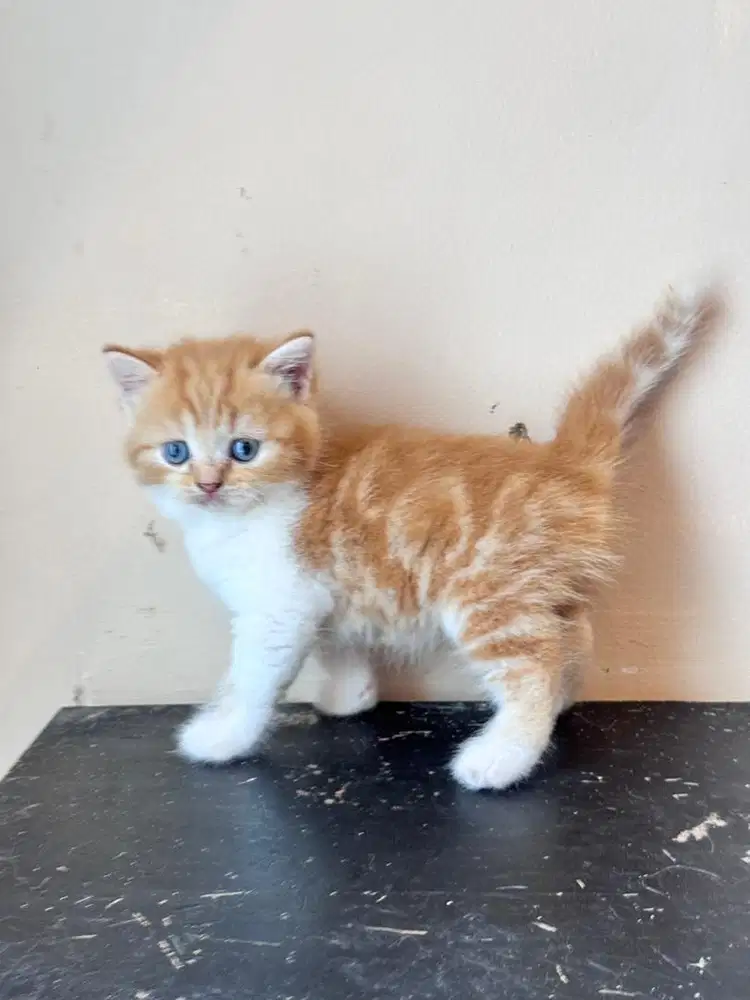 Anak kucing scotish straight mirip garfield