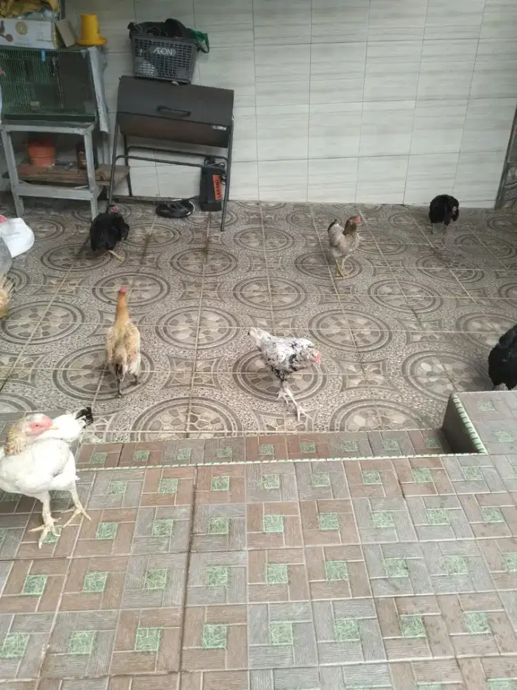 Cari art cowok buat urus ayam dan burung