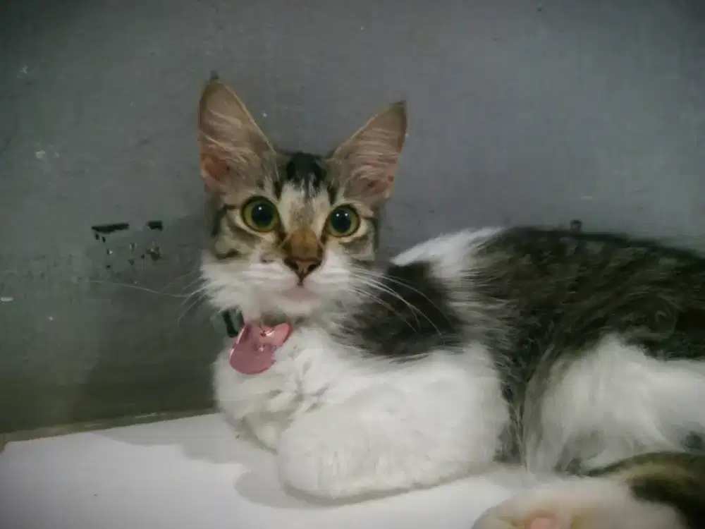 Jasa grooming kucing