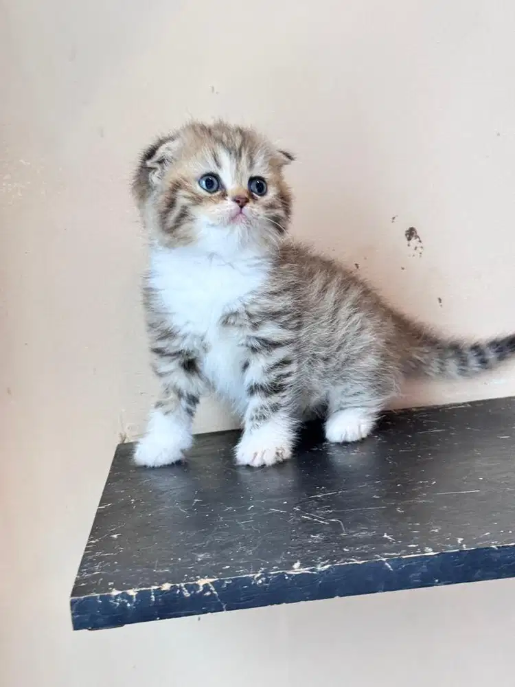 Anak kucing scotish fold super gembul murah