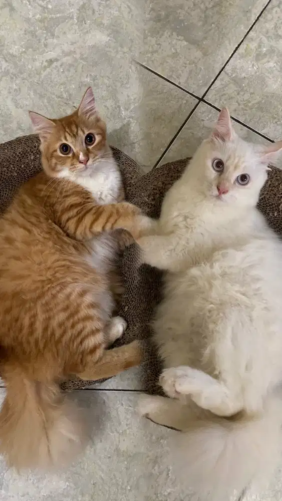 Kucing Kitten Anak Persia Medium Sepasang