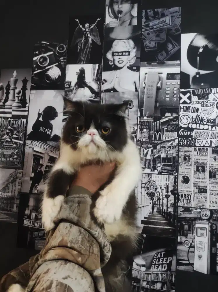 Persia peaknose longhair betina