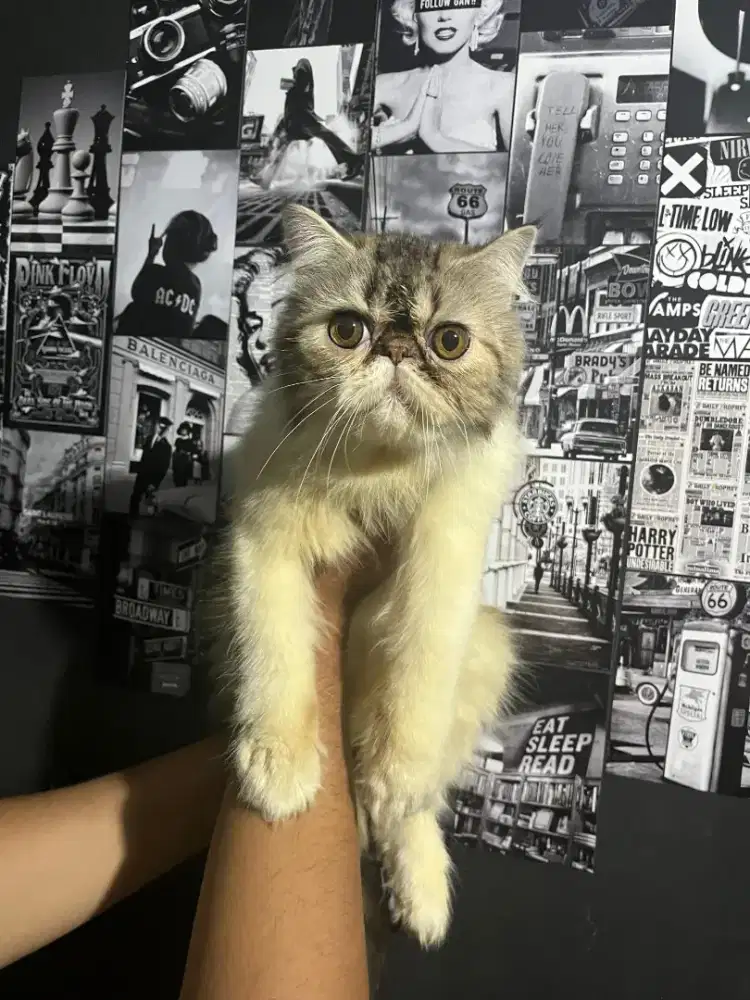 Persia peaknose betina longhair