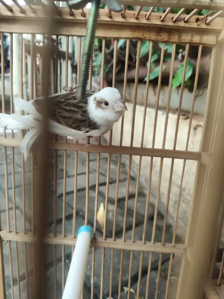 Dijual kenari paud panda