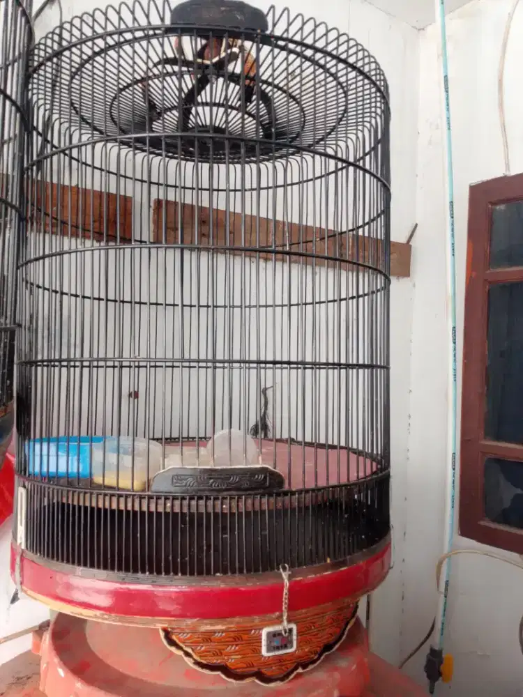 Di jual kandqng murai no 1