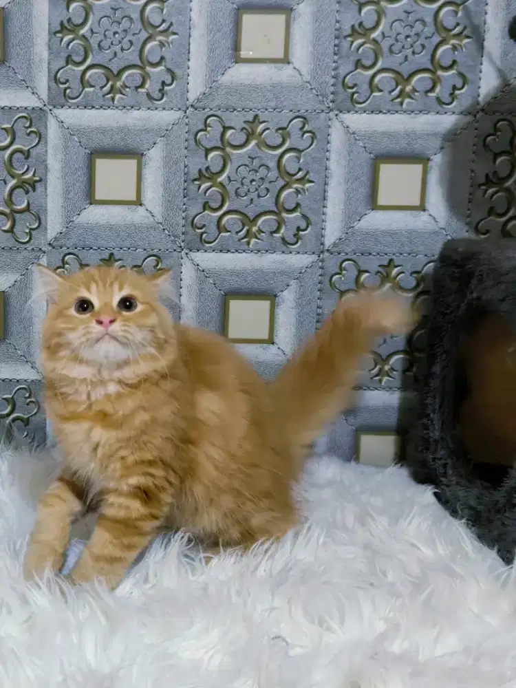 Kucing kitten Persia