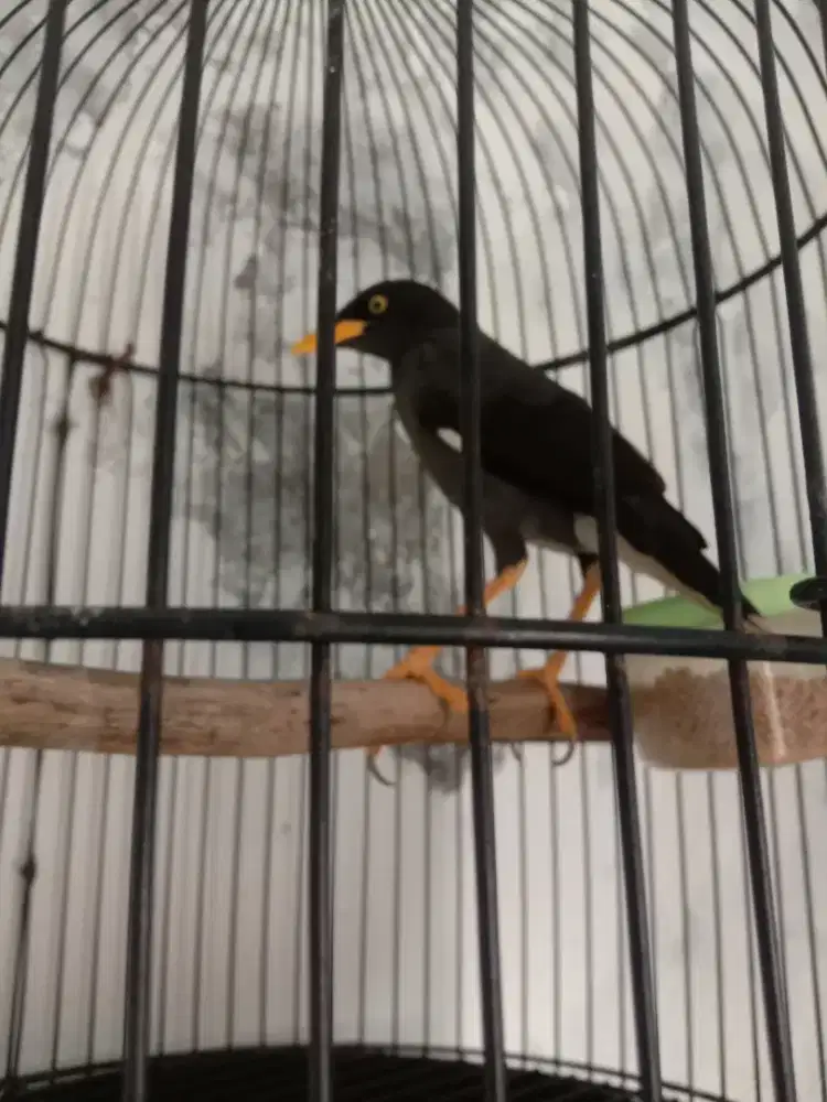 Burung jalak kebo mata kuning, udah bunyi manggut manggut