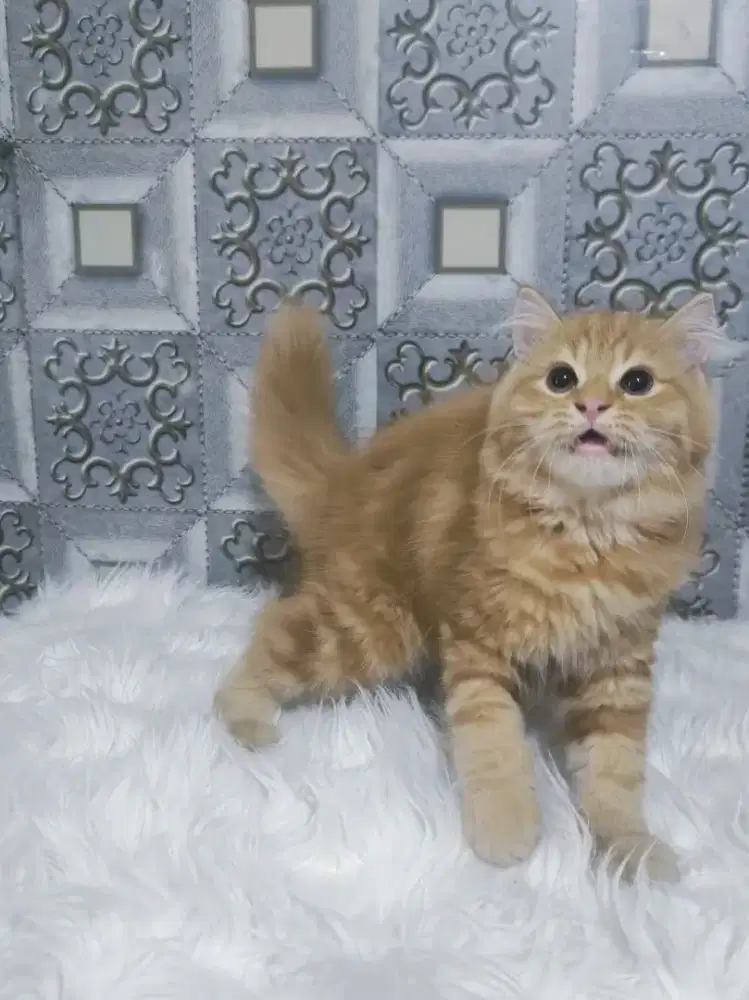 Kucing Persia kitten