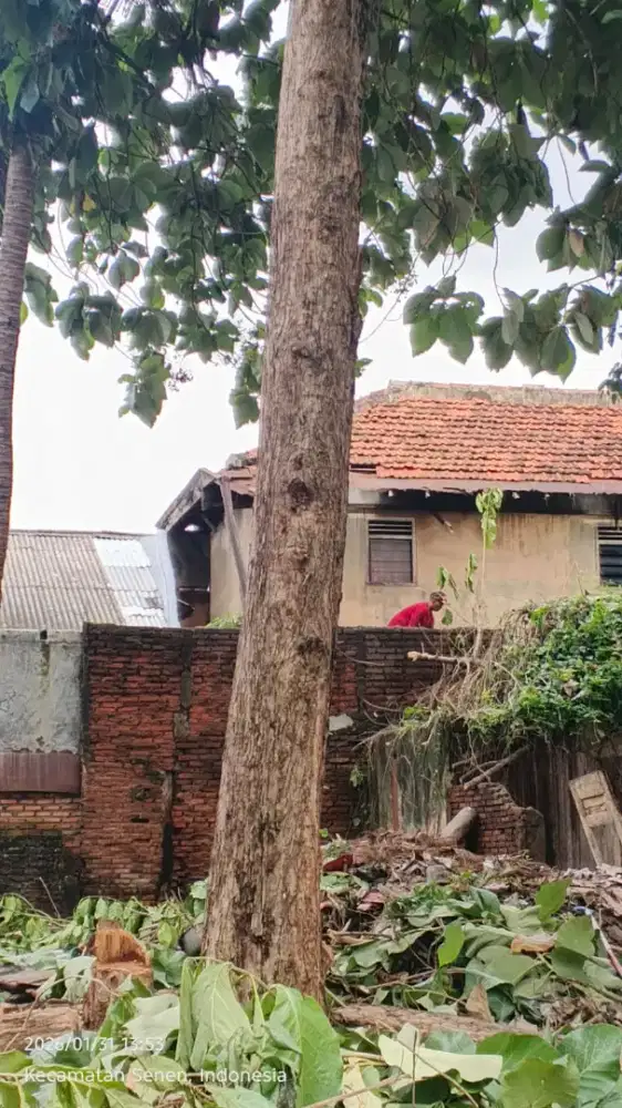 Di jual satu pohon jati harga bisa nego habis'